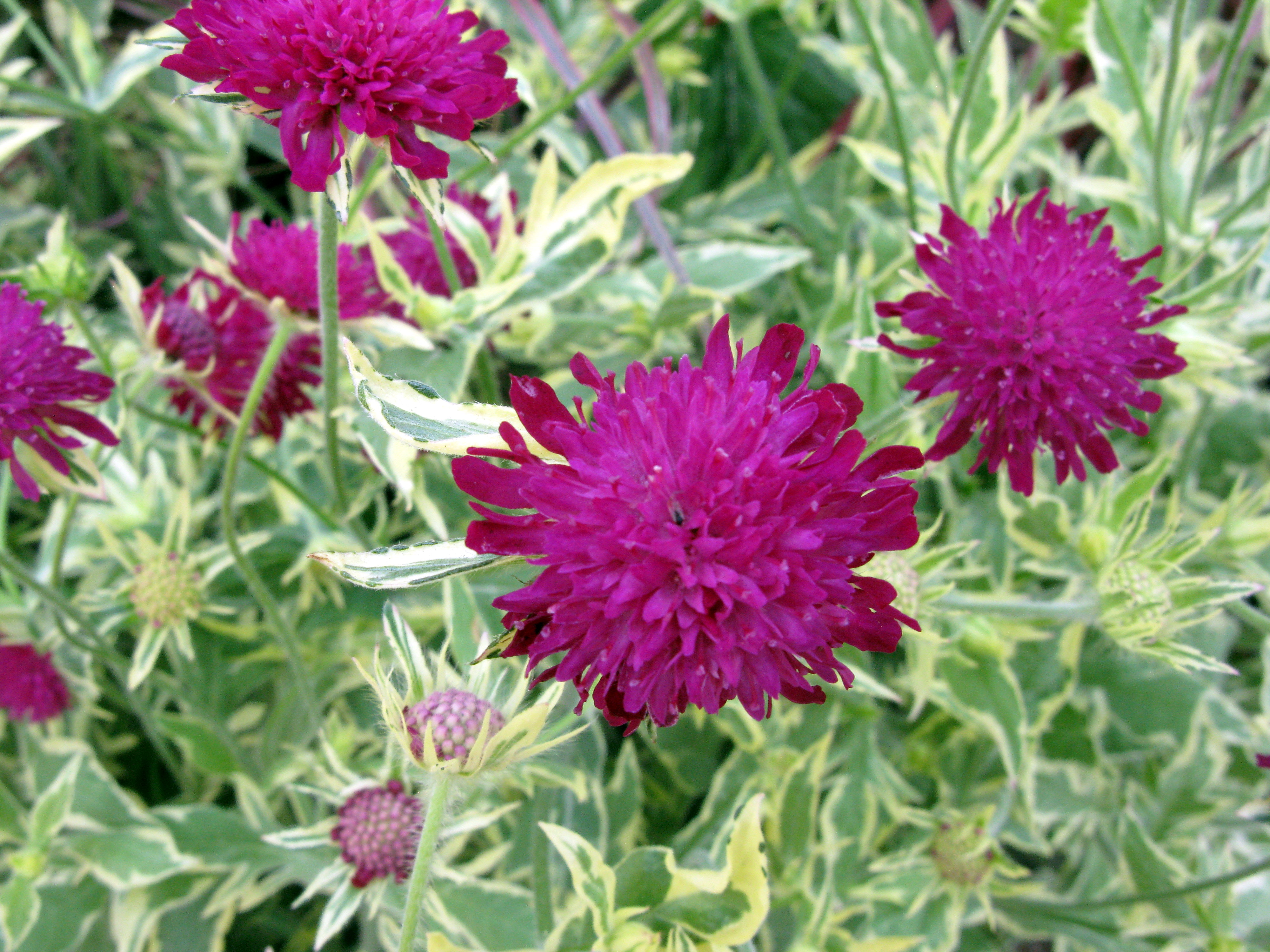 Knautia Thunder and Lightning